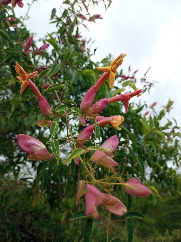 Producto - SACHA HUASCA  (Dolichandra cynanchoides)