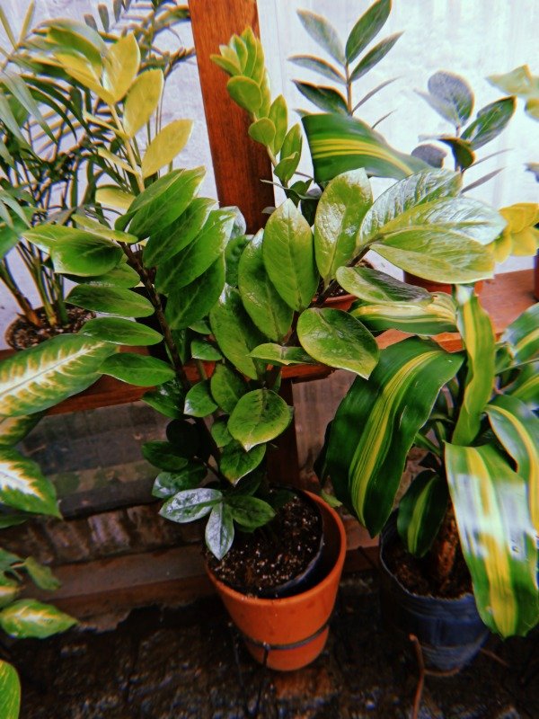 Producto - ZAMIOCULCA grande