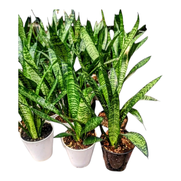 Producto - Sansevieria zeylanica - Maceta 8