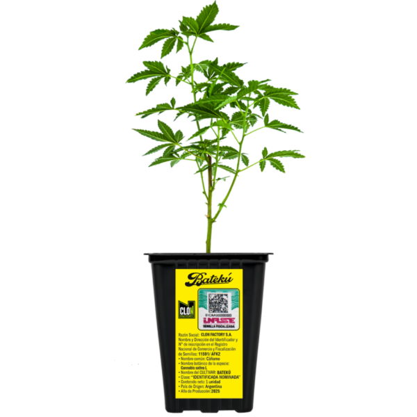 Producto - Esqueje Loco Yorsh - Bateku