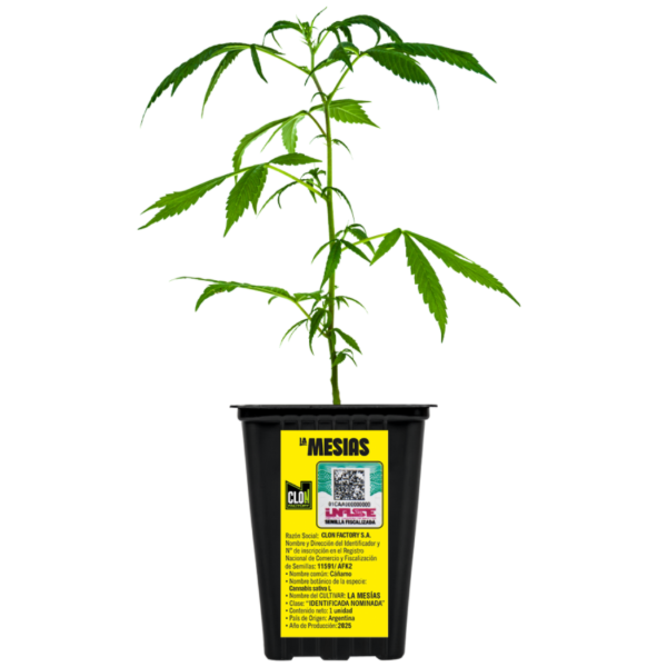 Producto - Esqueje Canndi - Mesias