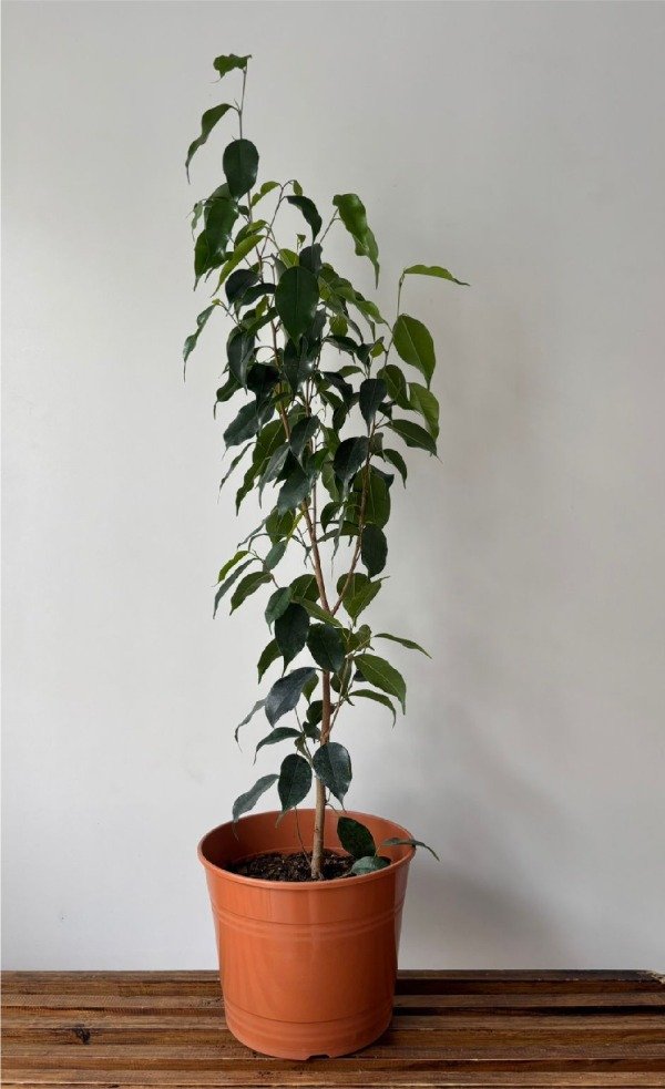 Producto - Ficus benjamina - 0