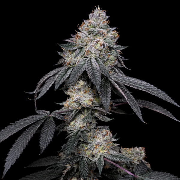 Producto - SECRETFILE BRRBERRY X FPO (TROPICAL)