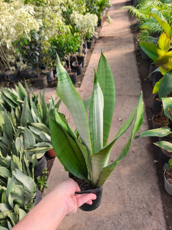 Producto - Sansevieria moonshine