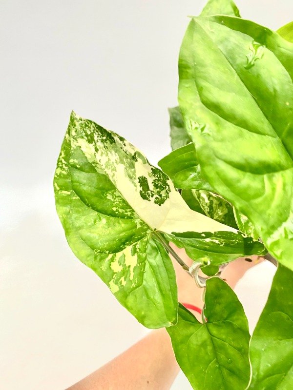 Producto - Syngonium variegado en maceta número 12