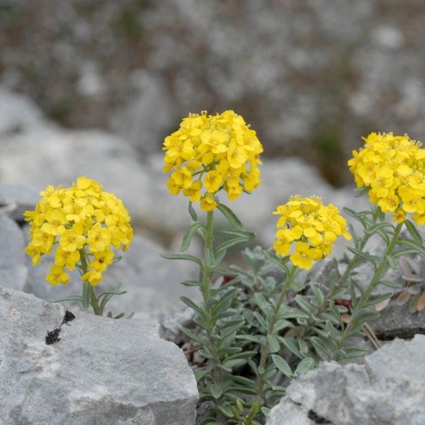 Producto - 30 Semillas Alyssum montanum