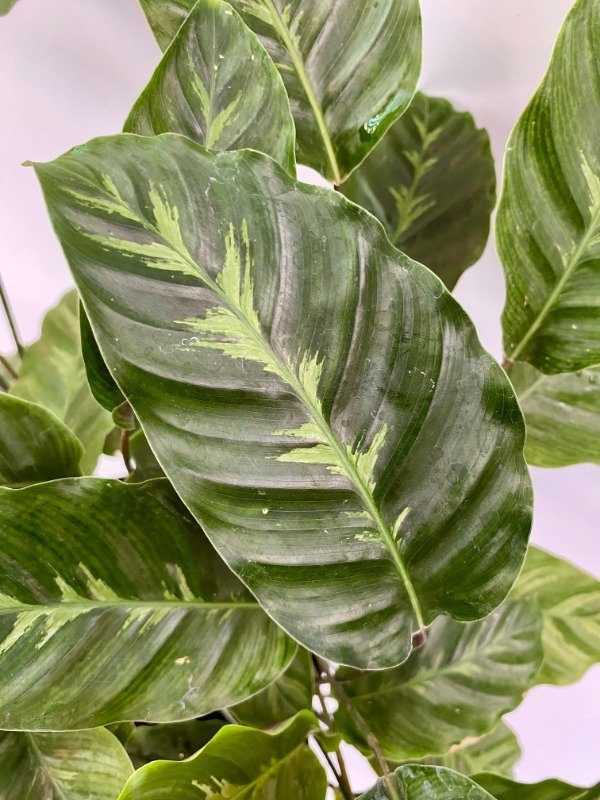 Producto - Calathea Louisae en maceta n14