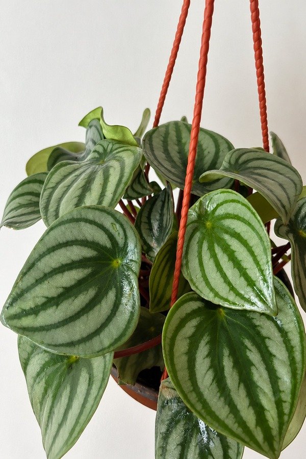 Producto - Peperomia Watermelon - 0