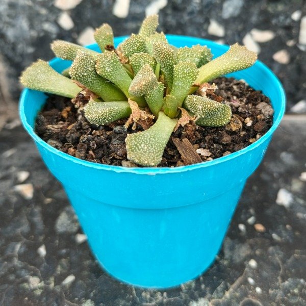Producto - Aloinopsis luckhoffii
