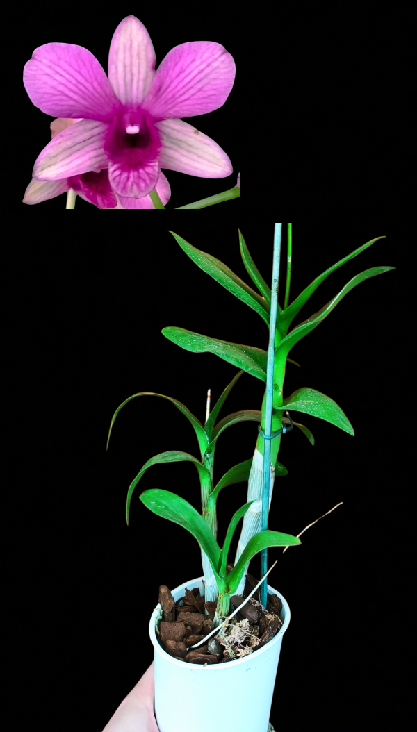 Producto - Denphal 8