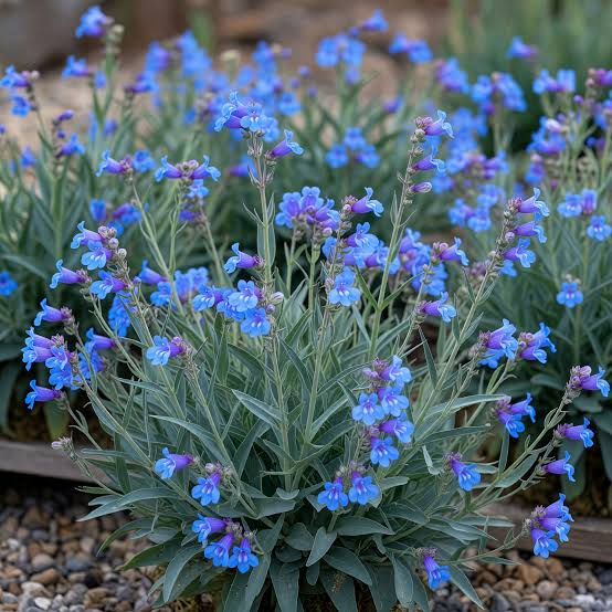 Producto - Penstemon heterophyllus 750 cc