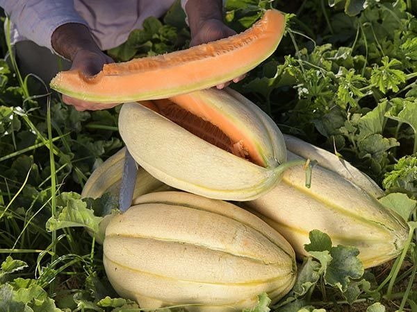 Producto - SEMILLAS DE MELON OLD TIME TENNESSE HEIRLOOM GRANDE MUY DULCE