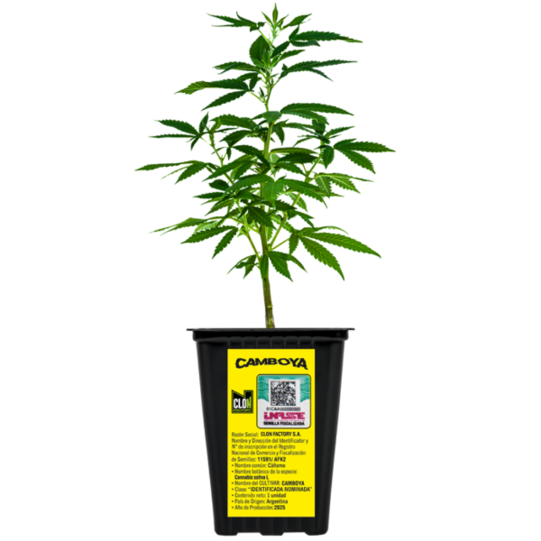 Producto - Esqueje Chr Seeds - Camboya