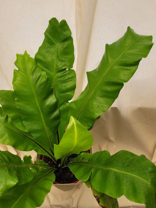 Producto - Asplenium