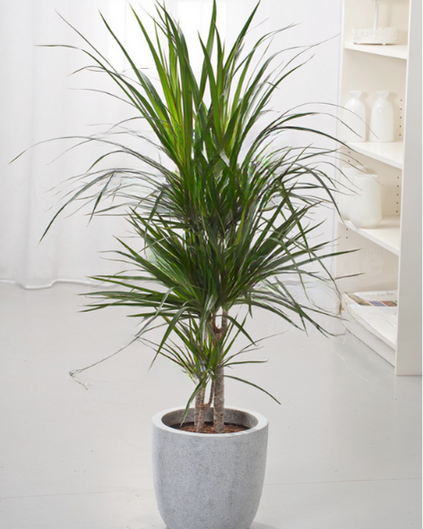 Producto - Marginata