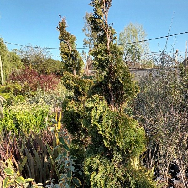 Producto - Thuja - 0