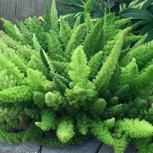 Producto - Asparagus meyeri (Helecho Meyeri)
