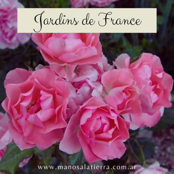 Producto - Rosal Jardins de France