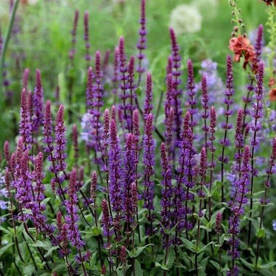 Producto - Salvia nemorosa 1,5 L