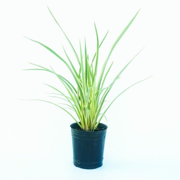 Producto - Phormium Aurea Nana