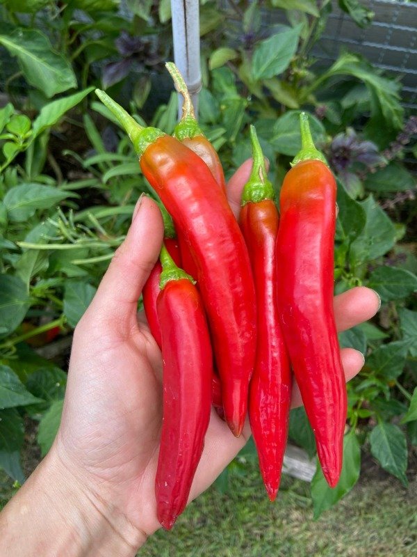 Producto - Semillas Agroecologicas de aji vinagre