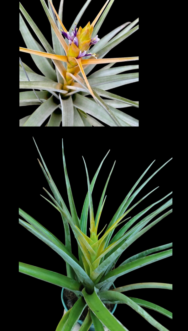 Producto - Tillandsia Capitata Maya Gold