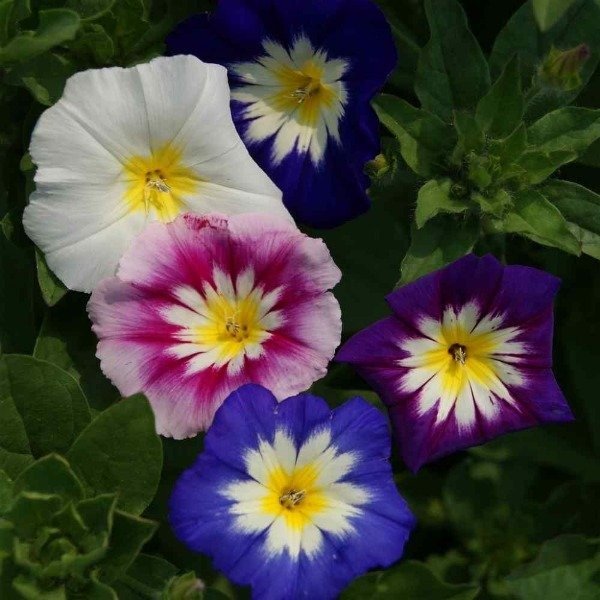 Producto - Semillas De Convolvulus Tricolor Minor Ensign Mix - 3