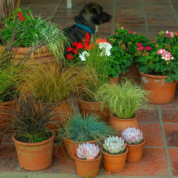 Producto - Echeveria seleccion 12t