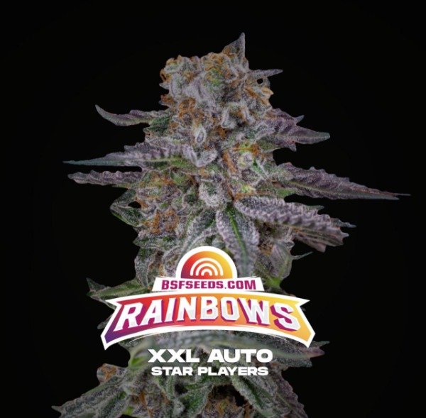Producto - Rainbows XXL Auto