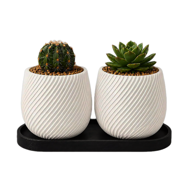 Producto - Set Macetas Gemelas con Bandeja - Ideal Cactus y Suculentas - 2
