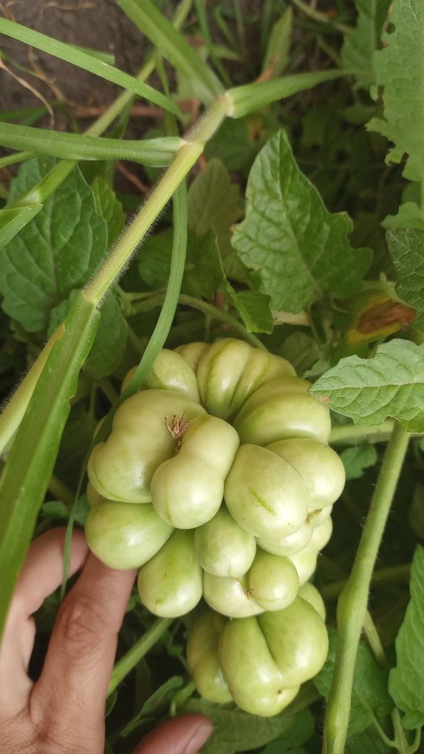 Miniatura de producto - 2