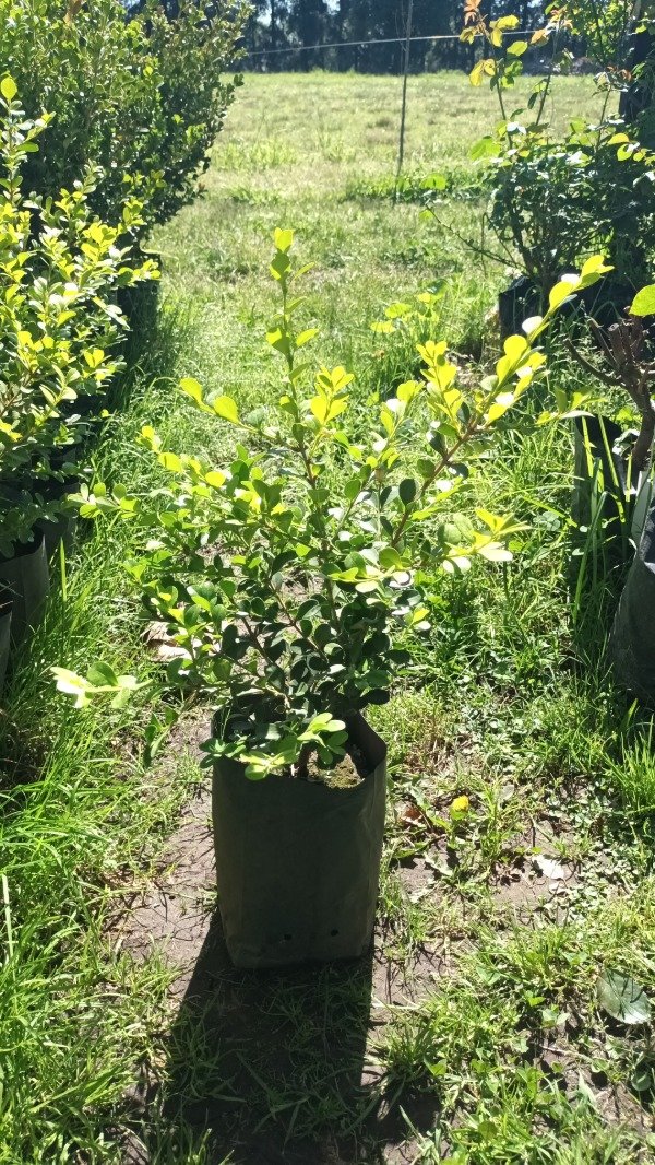 Producto - Buxus - 0