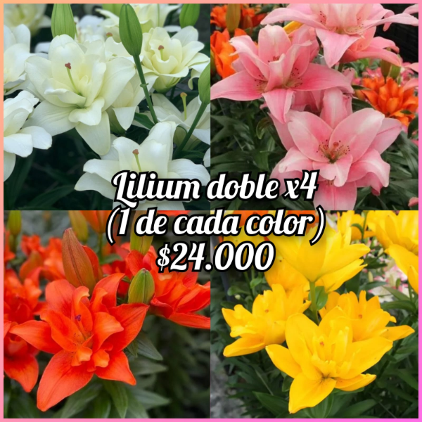 Producto - Lilium doble x4