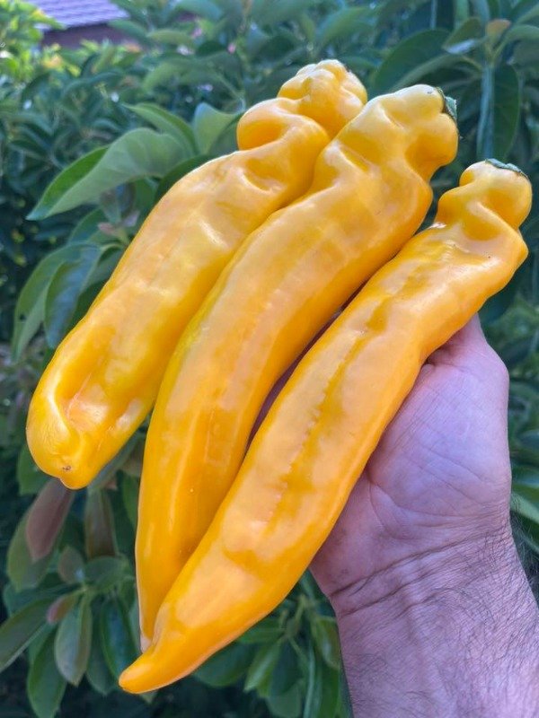 Producto - SEMILLAS DE PIMIENTO DULCE DE PALERMO AJI AMARILLO LARGO