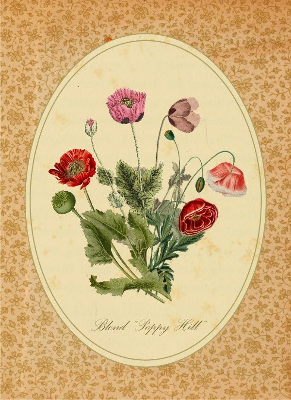 Producto - Blend de Amapolas "Poppy Hill"