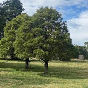 Producto - Acacia  melanoxylon (Acacia australiana)