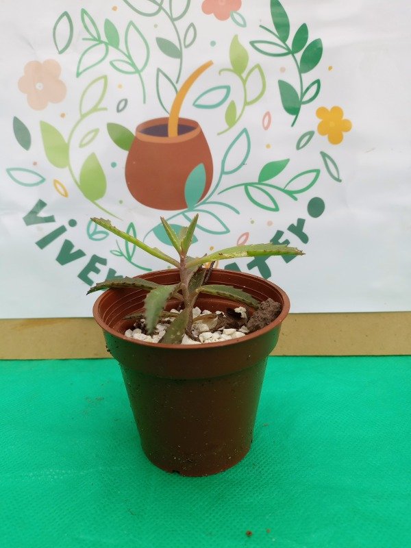 Producto - Kalanchoe daogromentana
