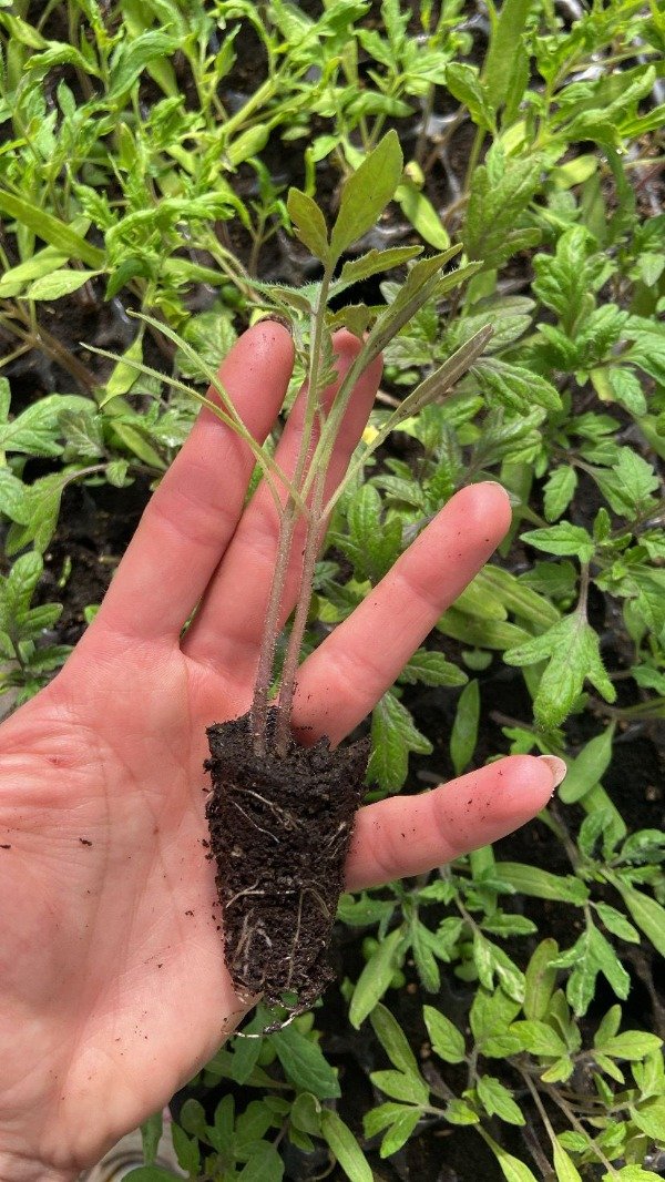 Producto - Plantin agroecologico de tomate amatista