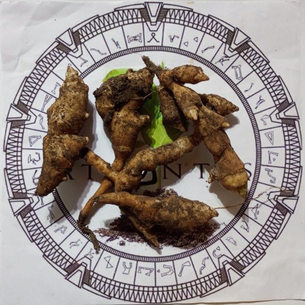 Producto - TOPINAMBUR