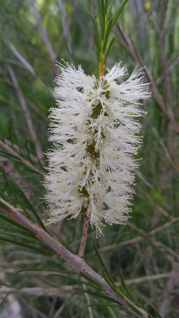 Producto - Melaleuca - 1