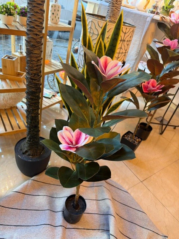 Producto - Planta Magnolia 78cm- blanco con rosa (Efectivo: 59.920)