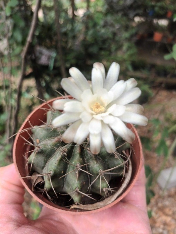 Producto - Gymnocalycium mihanovichii - 0