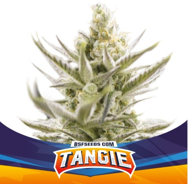 Producto - Tangie XXL Auto