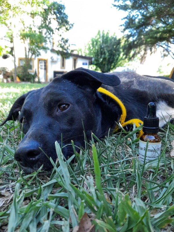 Producto - RESCUE REMEDY PET 50cc MASCOTAS. MIEDO, ABANDONO, APEGO, ENTRENAMIENTO, AGRESIV