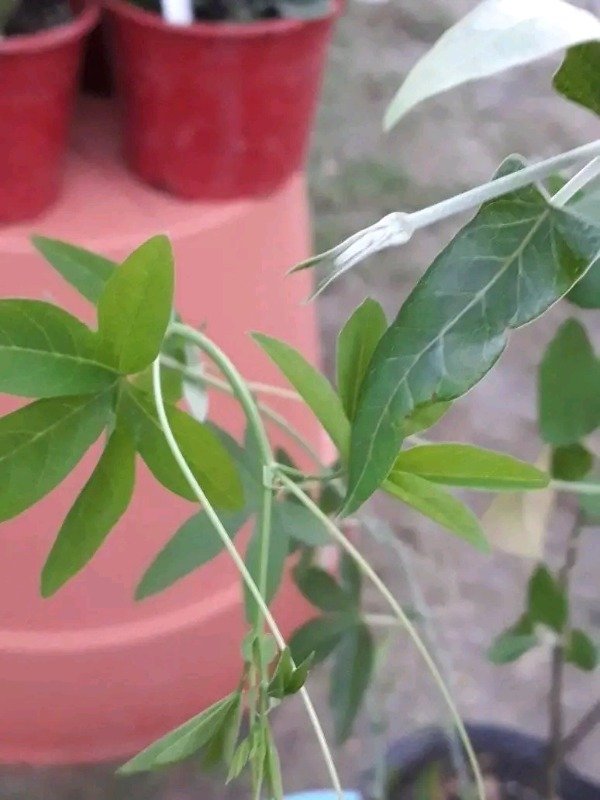 Producto - Mburucuyá - 1