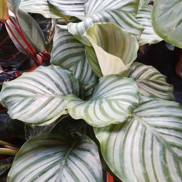 Producto - Calathea Orbifolia