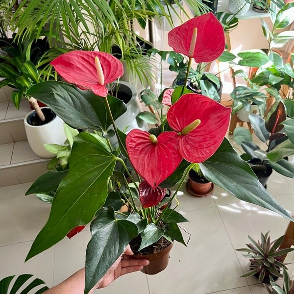 Producto - Anthurium Anturio flor roja