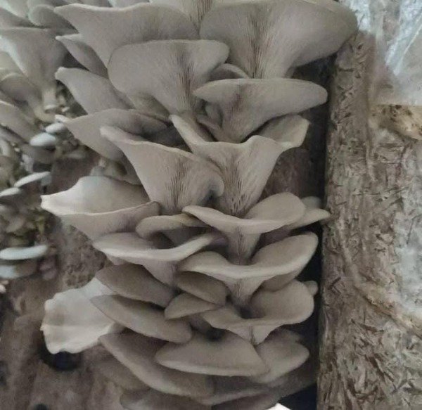 Producto - Promo 2 kits de autocultivo