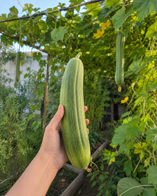 Producto - Semillas de Luffa - 0