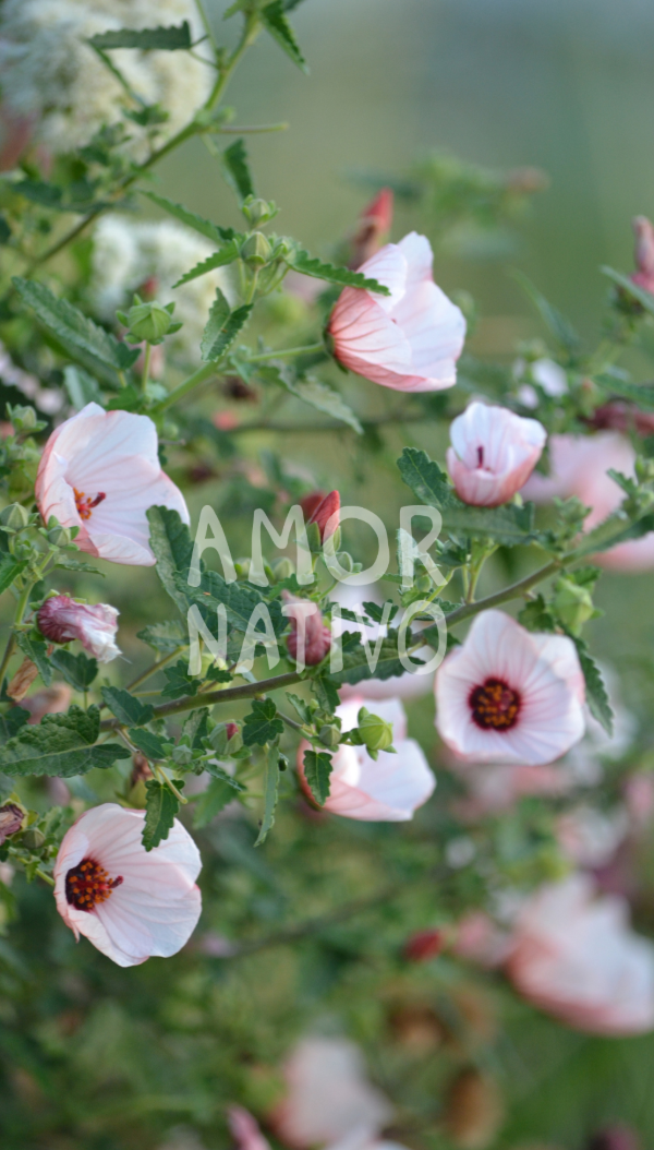 Producto - Malva rosa - Pavonia hastata